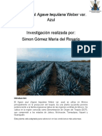 Agave Azul