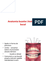 4_Anatomia Buzelor. Vestibulul Bucal