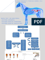 Mapa TDE 1 - Sistema Urinário, Sistema Genital Feminino e Sistema Genital Masculino .