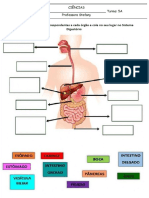 Digestório Atividade