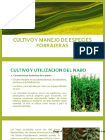 Cultivo y Manejo de Especies Forrajeras-Nabo Forrajero