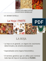 Clasificación y tipos de hojas y flores