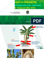 Palestra Foc R4T CFO AGRODEFESA GO Set 2022