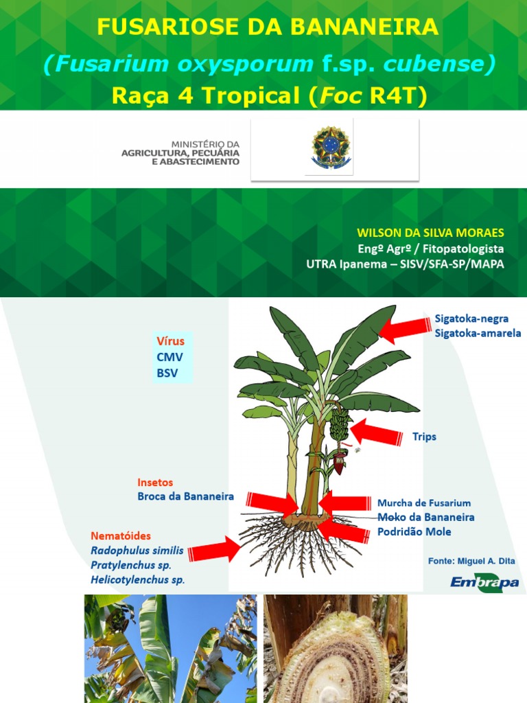 Palestra Foc R4T CFO AGRODEFESA GO Set 2022 | PDF | Organismos | Plantas