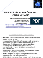 Organización-Morfológica-Del-Sistema nervios-VST-material-prácticas