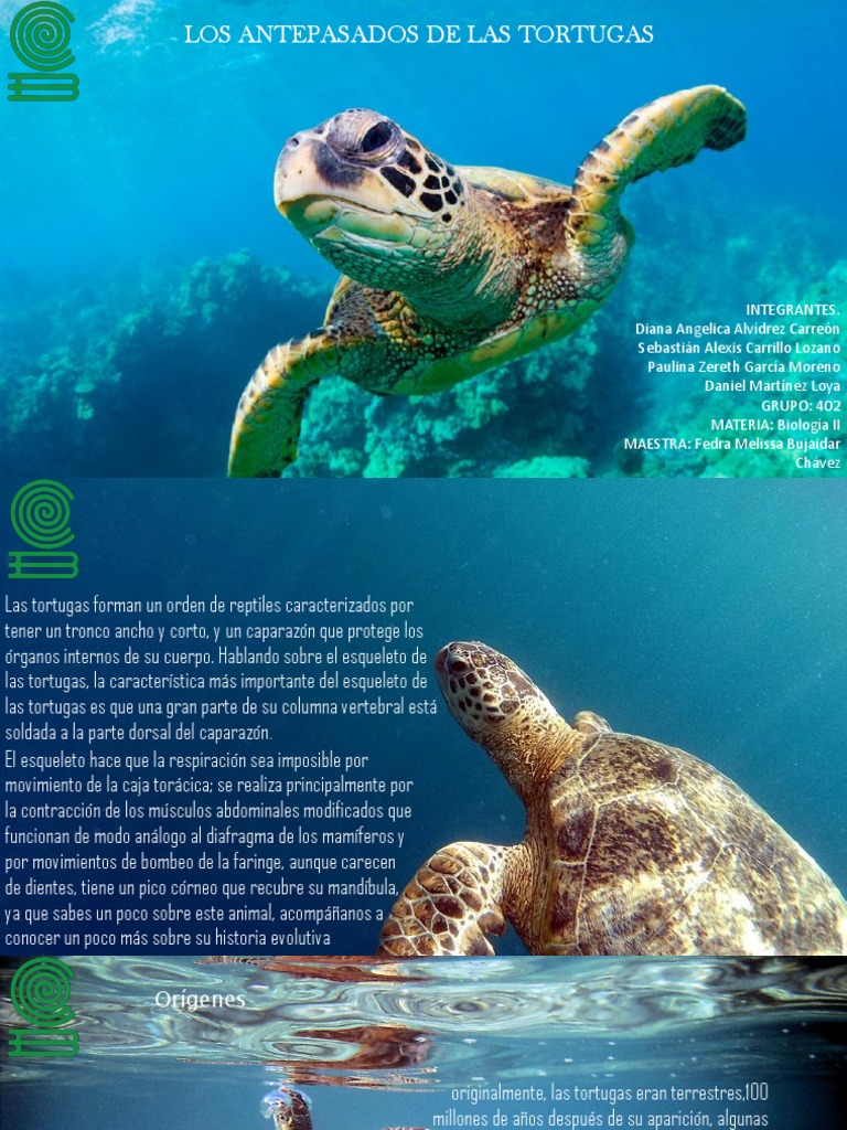 Los Antepasados de Las Tortugas PDF Tortuga Evolución