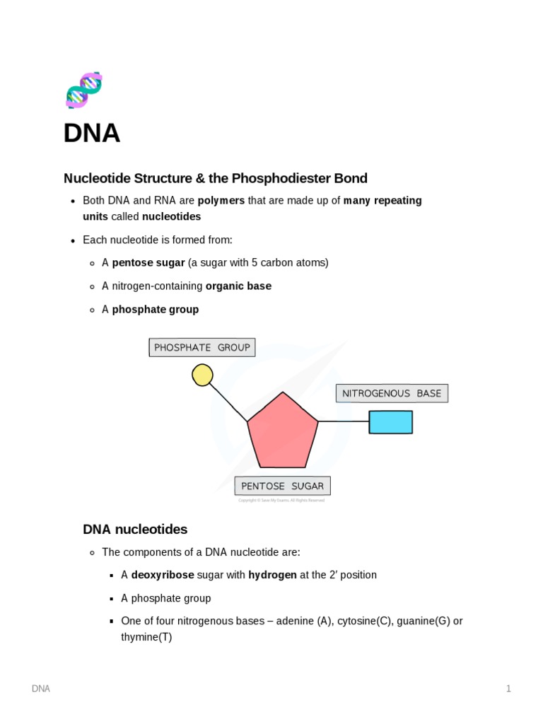The Sugar-Phosphate Backbone: Nucleotide Structure and the Formation of