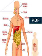 sistema-digestivo-organos-partes-e1519305560492