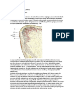 Lesiones Benignas de La Laringe