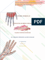 Anatomía de La Mano