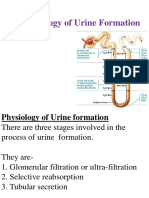 Urine Formation