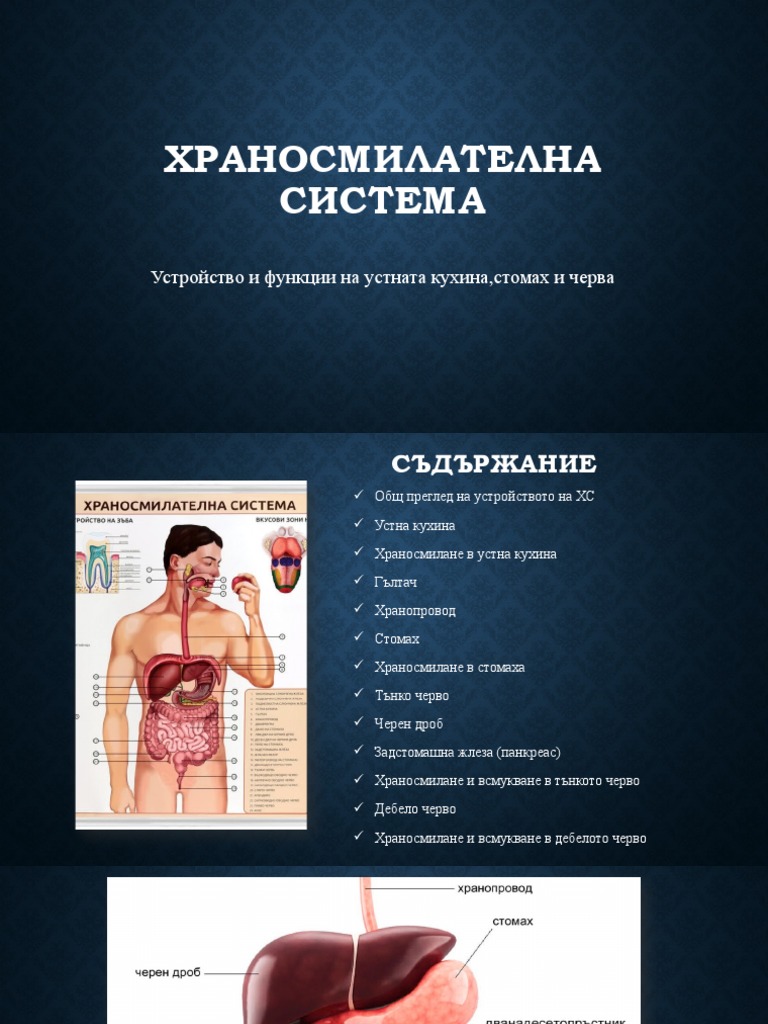 Храносмилателна система | PDF