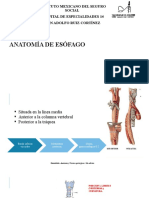 Anatomia Esófago