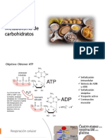 Clase 8 - Metabolismo de Carbohidratos (Ciclo de Krebs y Cadena Transportadora de Electrones)