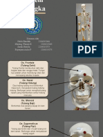 Rangka Manusia 1C - Kel.2