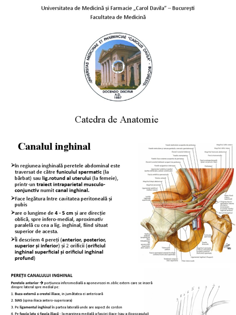 Canal Inghinal | PDF