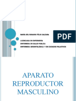 Aparato Reproductor Masculino