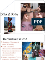 DNA and RNA