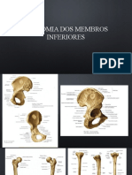 Anatomia membros inferiores