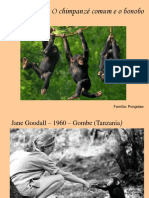 Os Chimpanzés e Bonobos: Primos Próximos