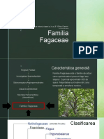 Familia Fagaceae