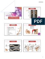 Aula 2 - Esqueleto Apendicular (B)