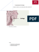 Anatomía de La LARINGE