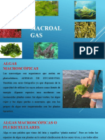 Macroal GAS