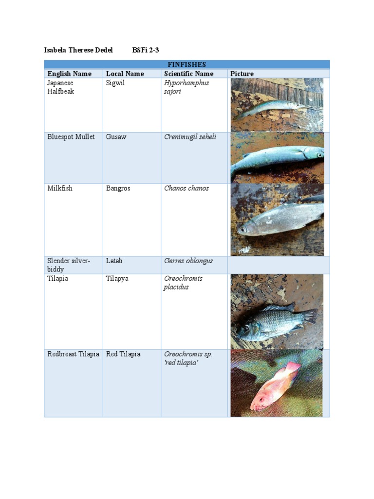 Dedel Week 3 Day 2 Finfishes | PDF