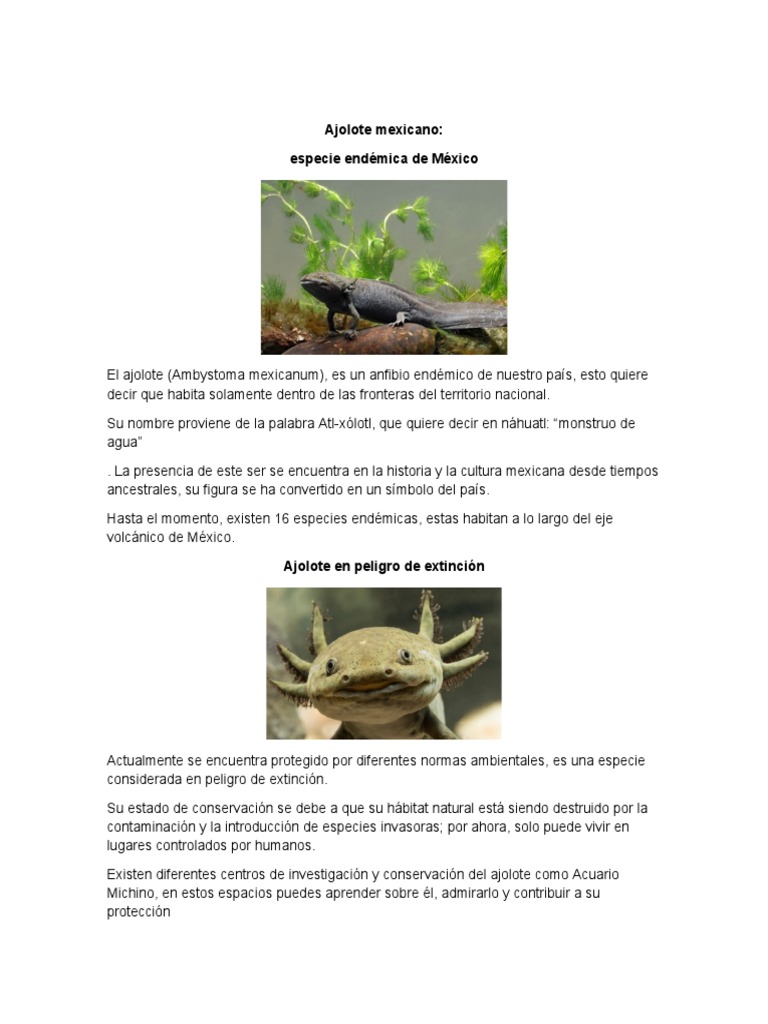 Ajolote mexicano: conservacin y caractersticas | PDF
