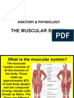 Anatomy & Physiology Muscular System