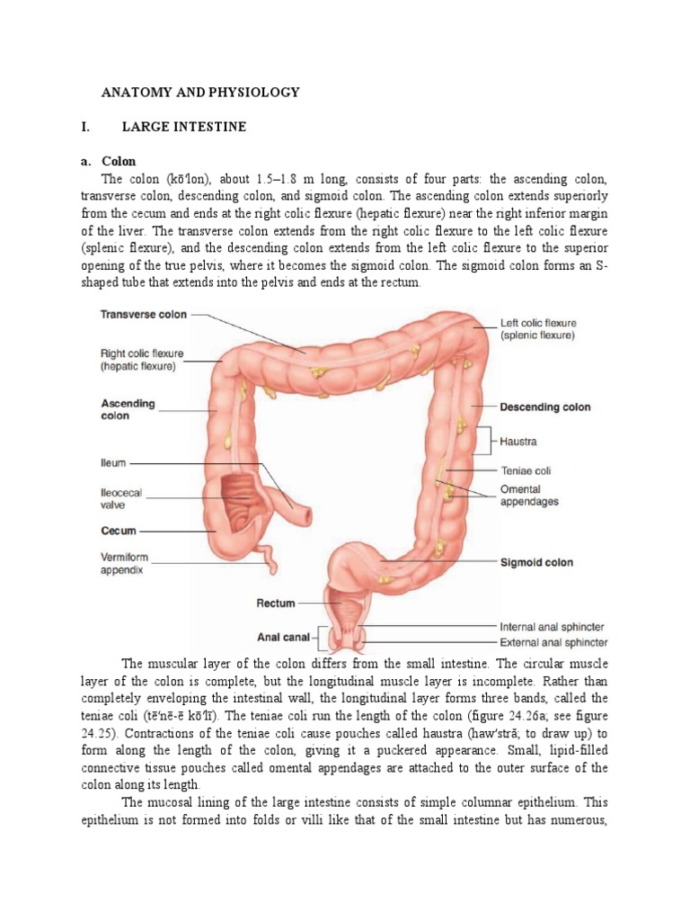 Anatomy and Physiology of the Large Intestine | PDF | Large Intestine ...