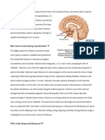 Definition Final Oxytocin