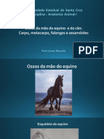 Ossos da mão do equino e do cão