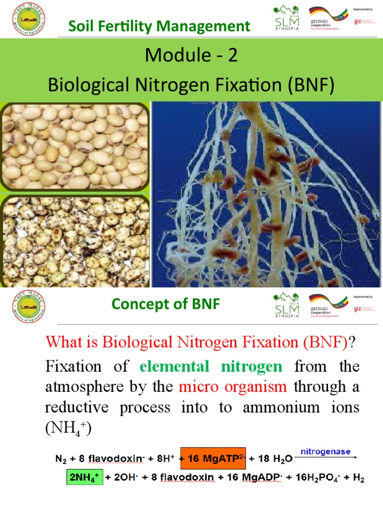Module 2 Biological Nitrogen Fixation Pdf Organisms Nitrogen