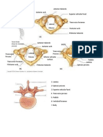 Activity 6 Sacrum