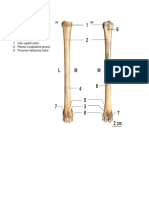 Actvity # 6 Upper and LOwer Extremities