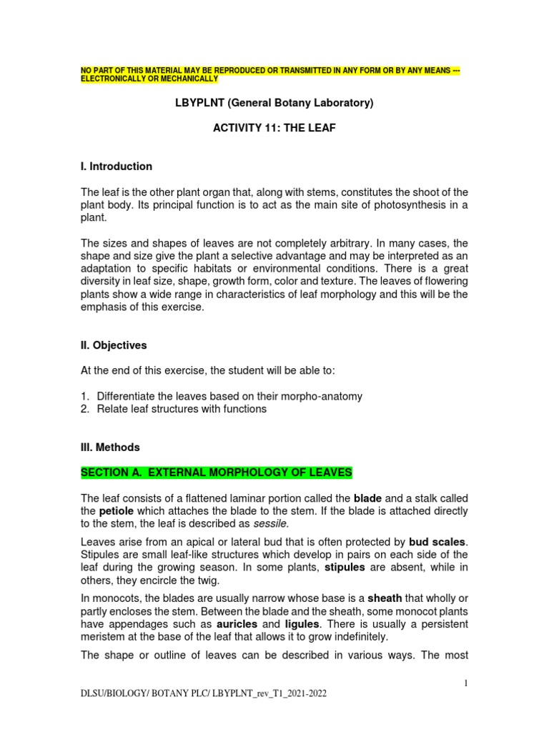 Activity 11 - The Leaf (Instruction Sheet) | PDF | Leaf | Tissue (Biology)