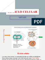 El ciclo celular: Mitosis y sus fases