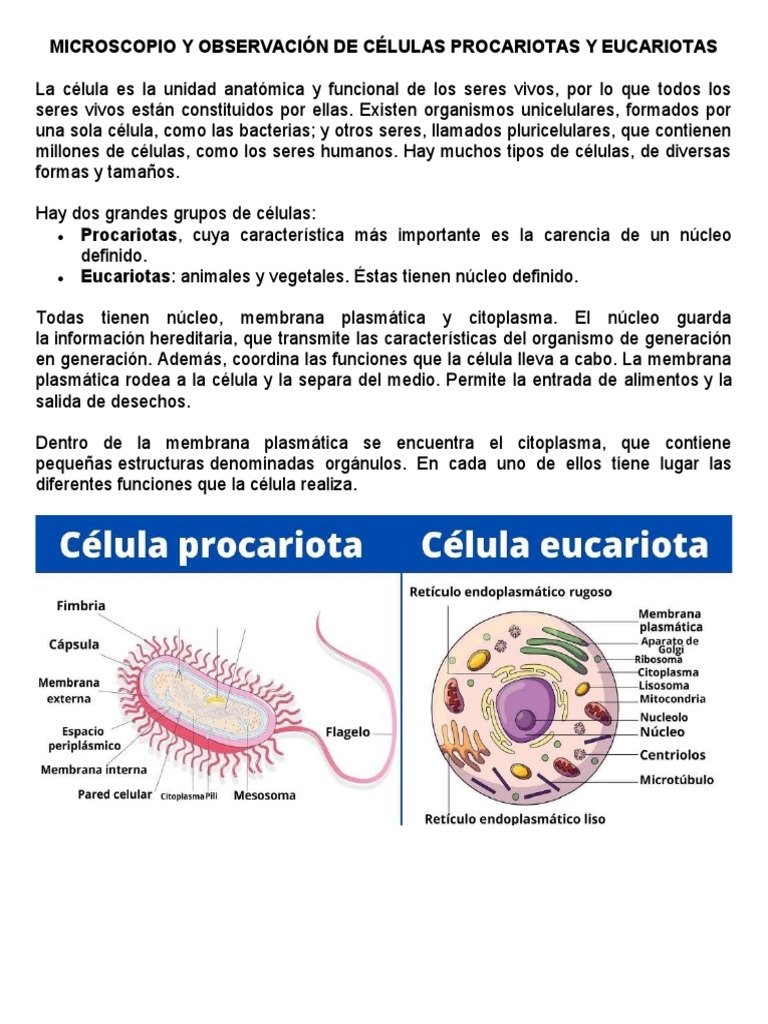 Comparativa de Células Procariotas y Eucariotas | PDF | Citoplasma ...