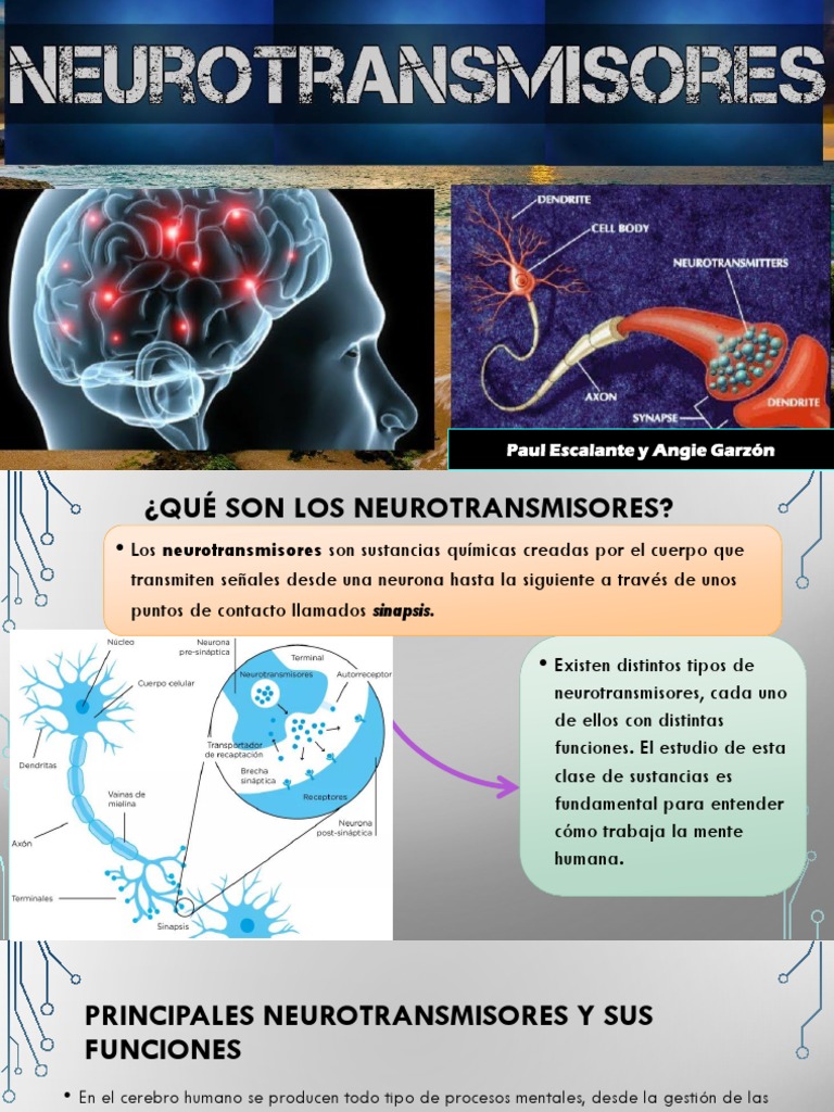 Tipos y funciones de neurotransmisores | PDF | Norepinefrina | Sinapsis