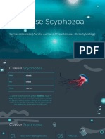 Classe Scyphozoa