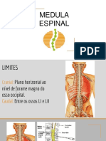 Medula Espinal em