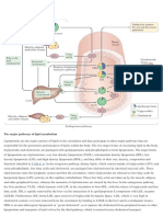 Major Lipid Metabolism Pathways