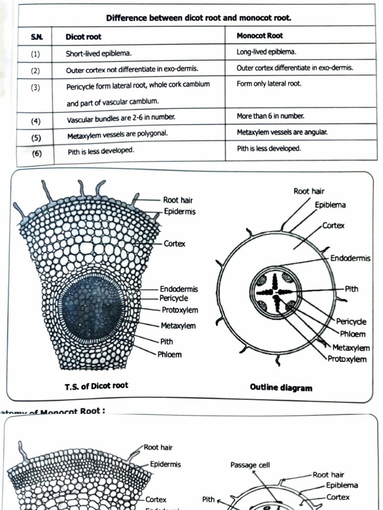 Dicot vs Monocot Root Differences | PDF | Plant Stem | Leaf