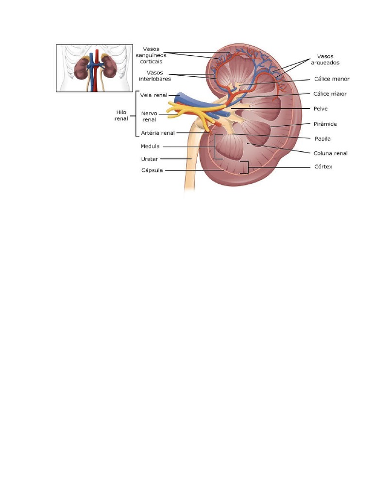 Estrutura Do Rim Bem Interessante | PDF