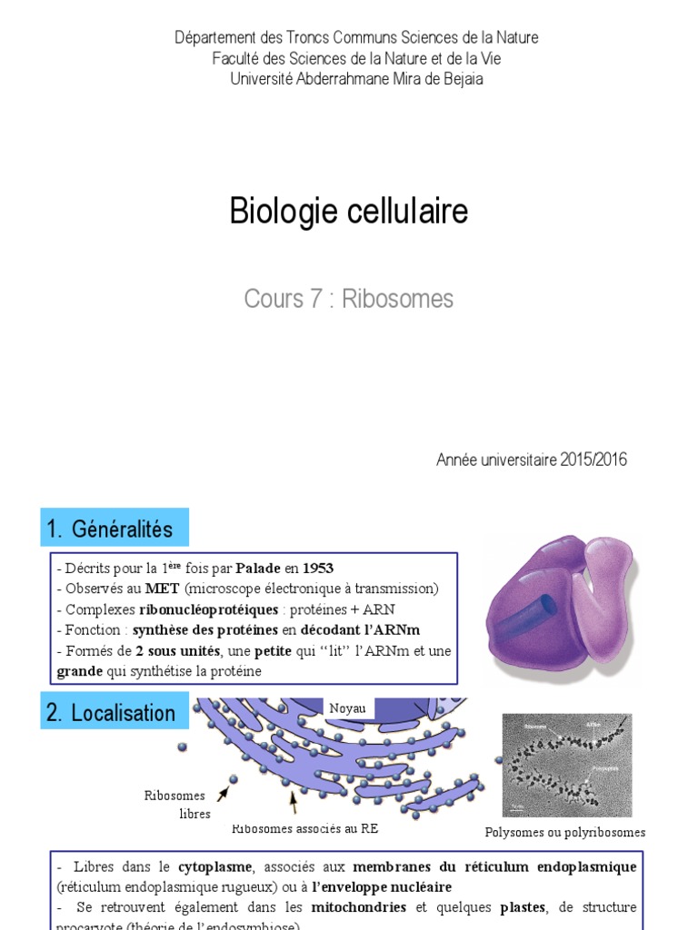 Structure et Fonction des Ribosomes | PDF | Ribosome | Acide ...