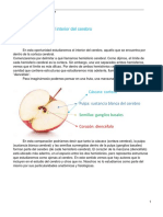 NF Clase 3 Cerebro, Estudio Interno