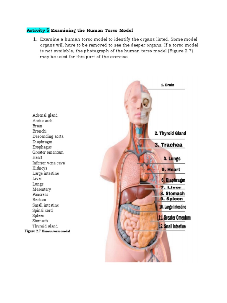 Organ_Systems_Overview | PDF | Human Body | Organ (Anatomy)