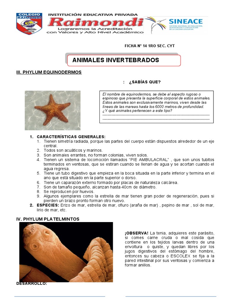 Ficha 14 Phylums Animales Invertebrados y Animales Vertebrados | PDF ...